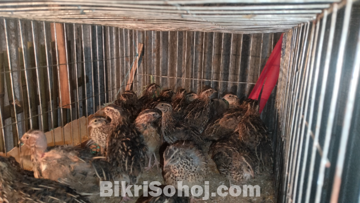 জাপানি কোয়েল